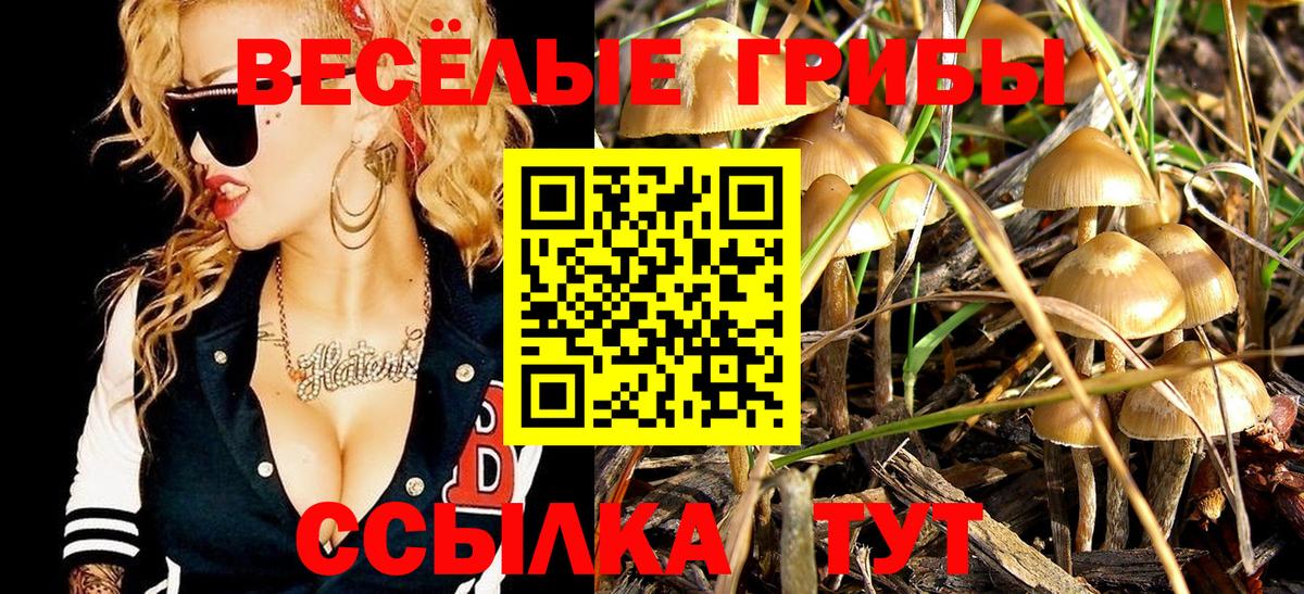 Галлюциногенные грибы Psilocybe Орехово-Зуево